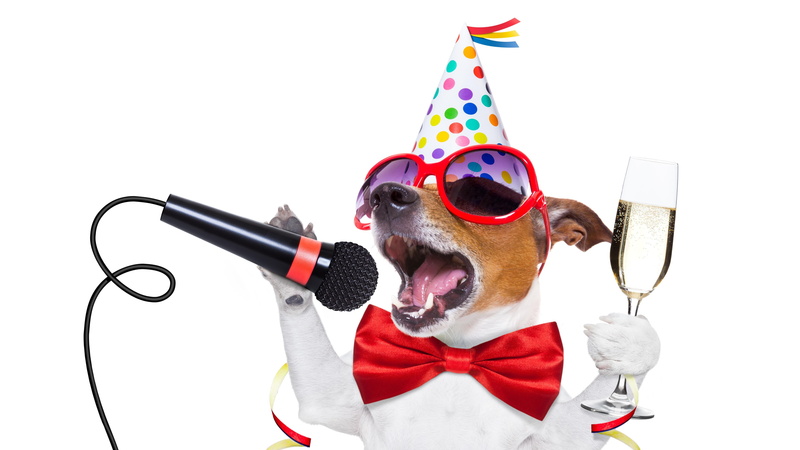terrier, studio shot, cut out, red, glasses, facial hair, new year eve, jack russel, happy new year, bow tie, clown, hat, birthday, clothing, glass, holiday