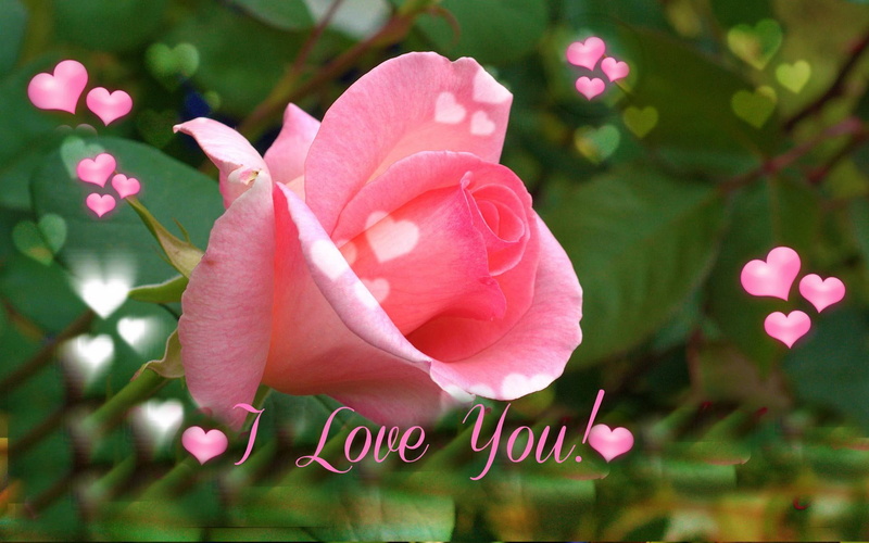rose, nature and landscapes, love, beauty, day, nature, pink, valentine, s, flowers, 1080P