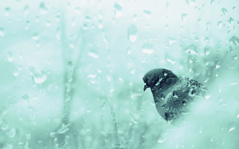 dove, rainy, animals, day, 2K