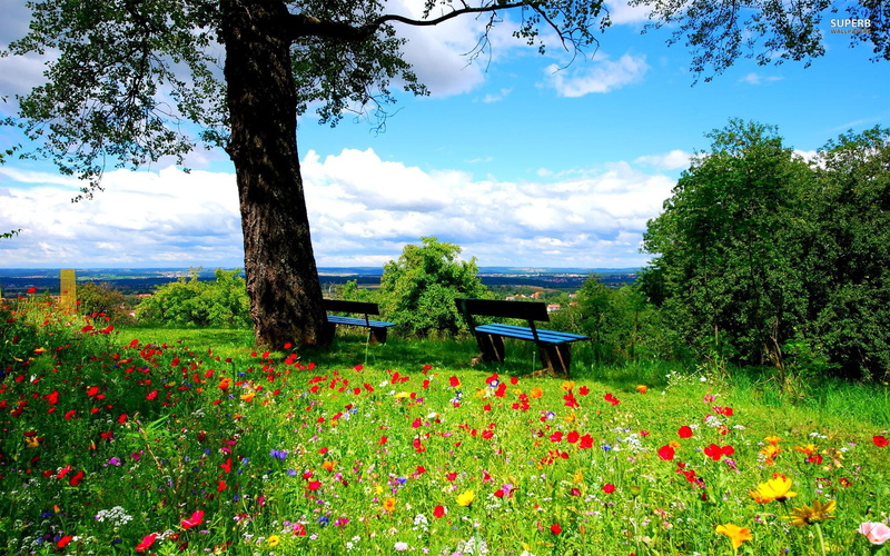 scenery, peaceful, natur, 1080P, beautiful, spring, benches, day, clouds, calm, trees, flowers, nature, park