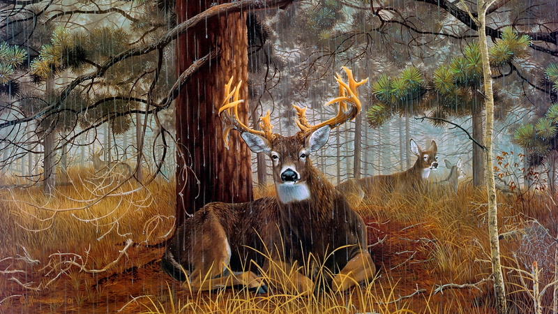 wildlife, forest, 1080P, deer, rainy day, tree, raining, rain, painting