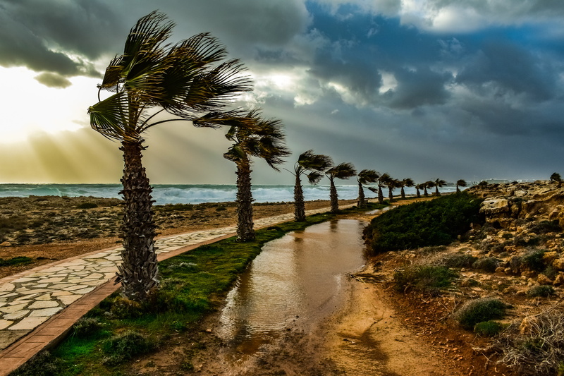 beach, beauty in nature, scenics - nature, sky, landscape, trees, the way forward, no people, tranquil scene, windy, wind, tree, rainy day, nature, mood