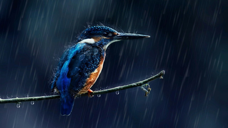 beak, wet, animals in the wild, animal wildlife, rain, animal themes, raining, common kingfisher, motion, wildlife, 1080P, bird, perching, twig, alcedo atthis