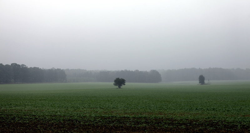 environment, lonely, morning, tree, grass, growth, landscape, outdoors, field, tranquility, autumn weather, autumn, agriculture, land, cold temperature