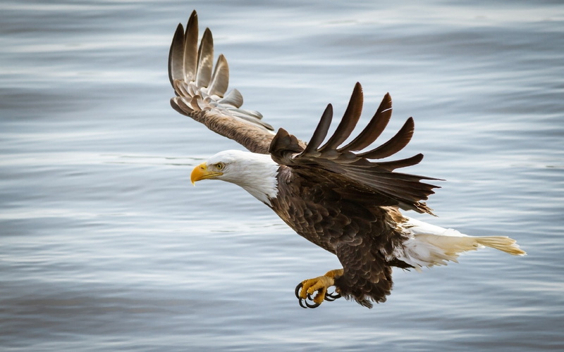 eagle, bald eagle, 1080P, birds, animals