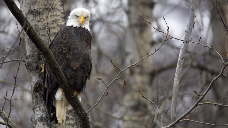 bird, hd, bald, eagle, 1080P, animals