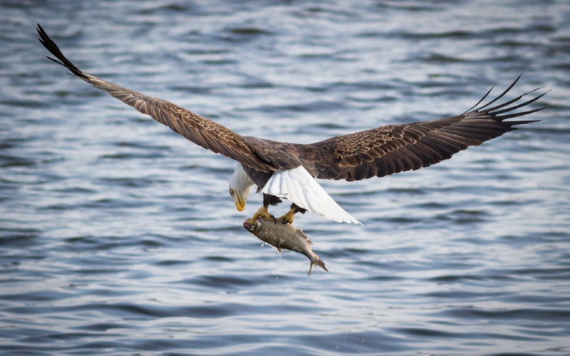 mid-air, sea, 1080P, spread wings, bald eagle, animal wildlife, animal themes, flying, animals in the wild, no people, birds, nature, eagle, animal, waterfront