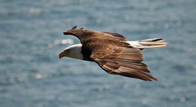 animal, no people, one animal, day, focus on foreground, eagle, side view, vertebrate, 1080P, waterfront, bald eagle, birds, mid-air, flying, bird, outdoors