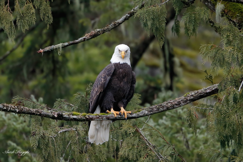 nature, outdoors, no people, vertebrate, bird of prey, bird, focus on foreground, animal, animal themes, eagle, bald eagle, branch, day, animals in the wild