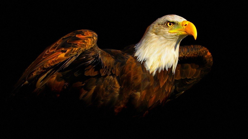 1080P, birds, animals, eagle, black background