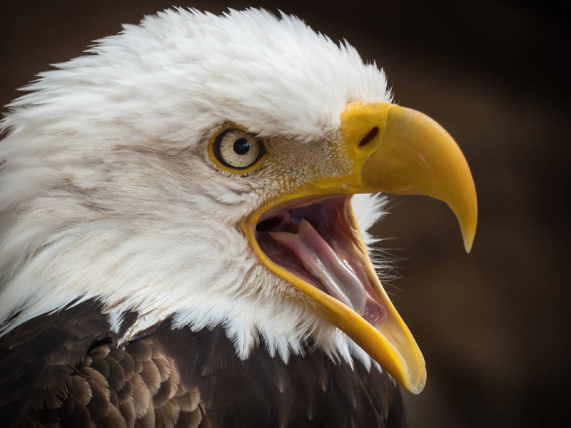 white, raptor, eagle, bird, tailed, adler, prey, 4K