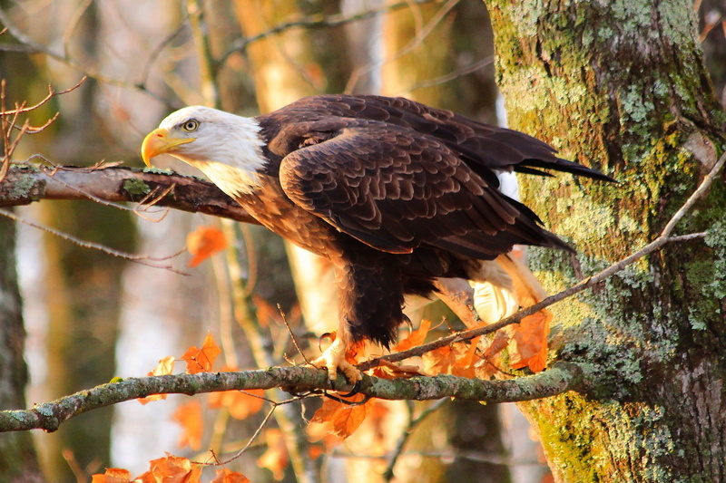 perching, white, bird of prey, fall, tea plant, day, nature, plant, animal wildlife, vertebrate, black, focus on foreground, tree, bald, animal, beak, animals in the wild