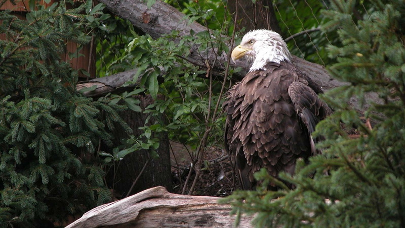720P, eagle, animals, bald eagle