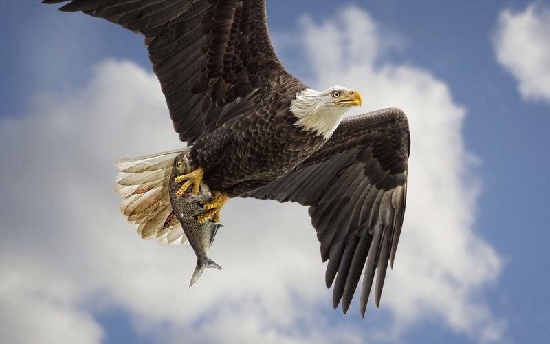 flying, catch, predator, wings, bald, Bird, Bald eagle, Fish, sky, eagle, 1080P, production