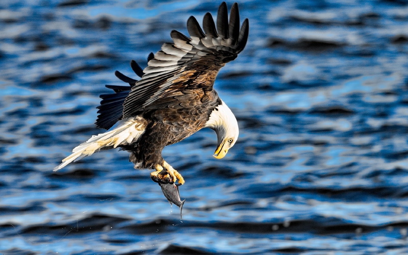 bird of prey, outdoors, no people, eagle - bird, water, spread wings, motion, animal themes, animal, birds, one animal, 1080P, fish, animals in the wild