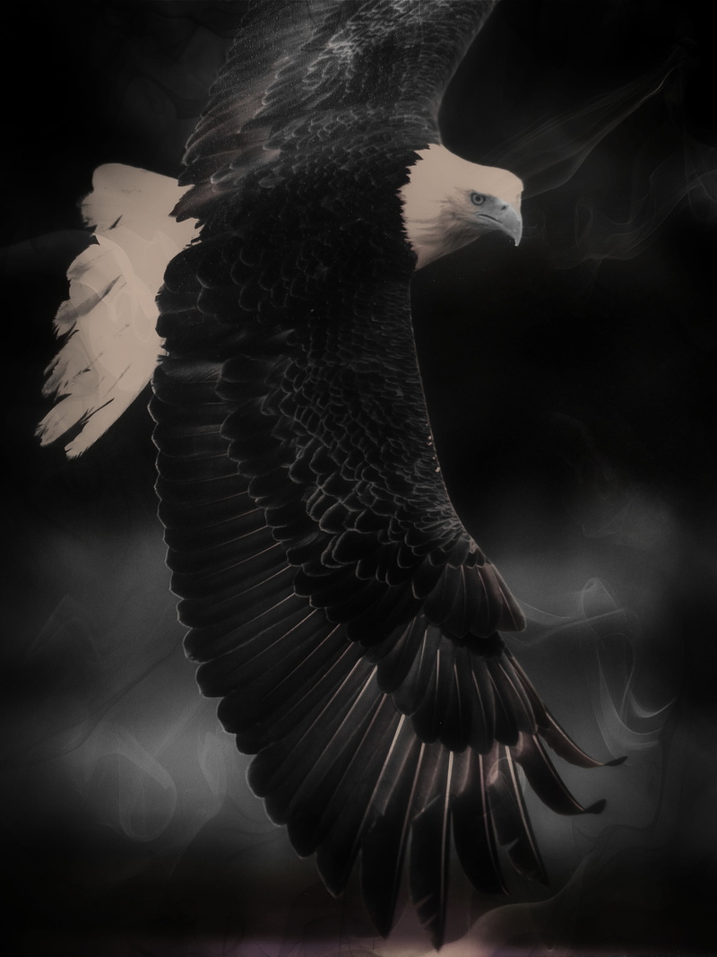 king of the air, digital, spread wings, bald, 4K, animals in the wild, animal neck, photo, bird, close-up, dom, carnivore, eagle - Bird, bald Eagle