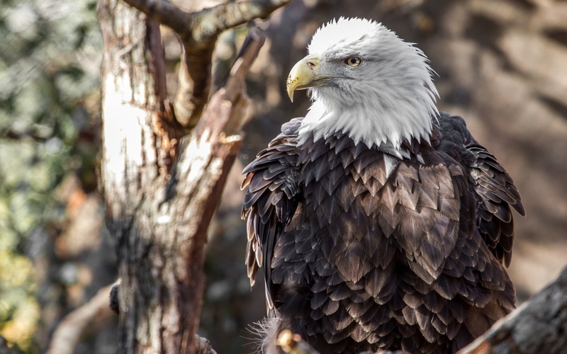 animal, eagle, birds, day, nature, outdoors, looking, bird of prey, animal themes, no people, close-up, animal wildlife, vertebrate, blurred, 2K, bird