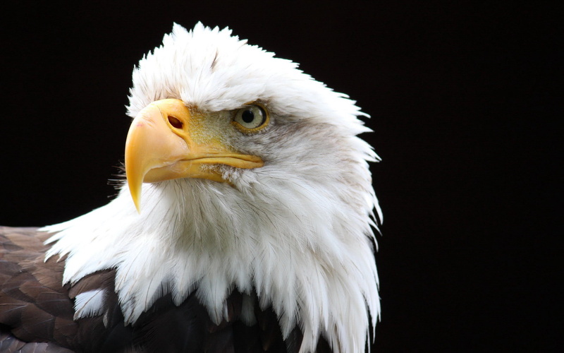 Download, bird, 1080P, 3840x2400, Background Ultra HD 4K, bald eagle, snow, predator
