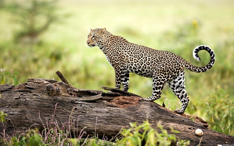 1080P, wildlife, leopard