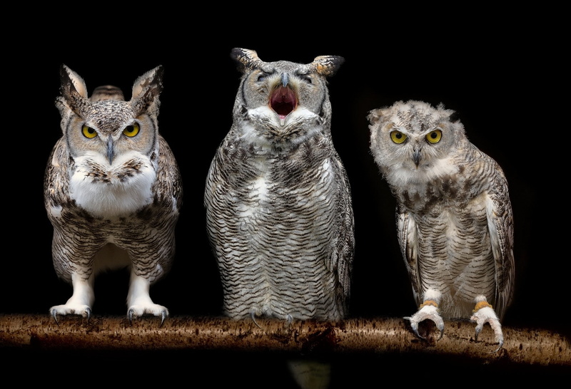 birds, owl, 720P