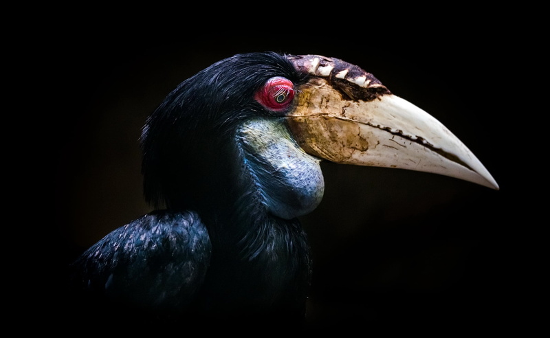 birds, white, animals in the wild, animal eye, vertebrate, no people, animal wildlife, black, animals, profile view, animal themes, animals in captivity