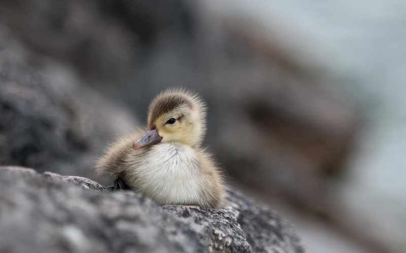beginnings, duck, baby animals, animal, 1080P, animals, animal themes, young bird, baby chicken, bird, no people, focus on foreground, vertebrate, selective focus