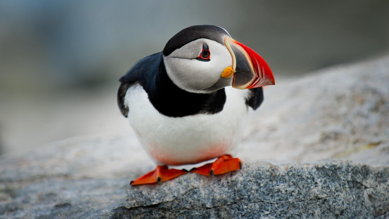 puffin, beautiful, bird, 4K, beak, cute