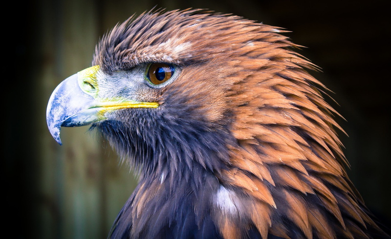 eagle - bird, close-up, animal eye, focus on foreground, feather, beak, animal themes, one animal, animals in the wild, eagle, eye, 1080P, animal head
