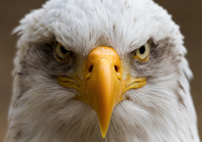 portrait, beak, yellow, eagle, white, 1080P, bird