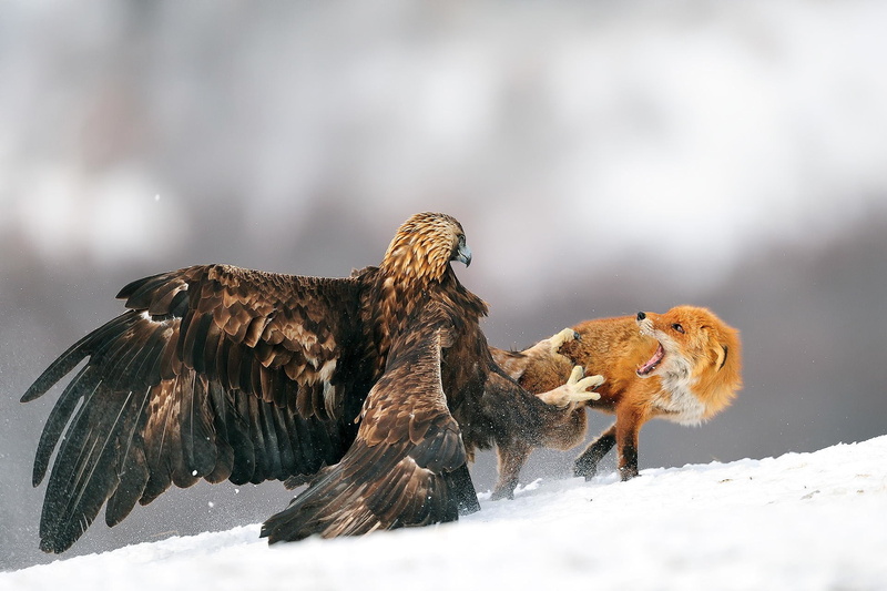 outdoors, winter, survival, group of animals, animals hunting, animals, animal themes, snowing, fighting, animals in the wild, no people, vertebrate, eagle