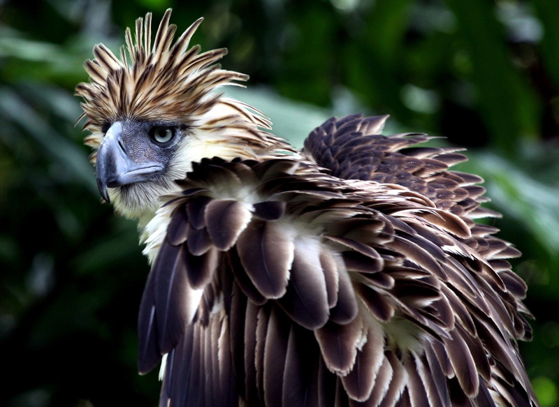 Philippine Eagle, 1080P, Birds