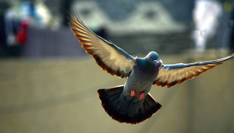mid-air, animal wildlife, day, pigeon, animal body part, animal, focus on foreground, animals in the wild, animal themes, no people, motion, 5K, seagull