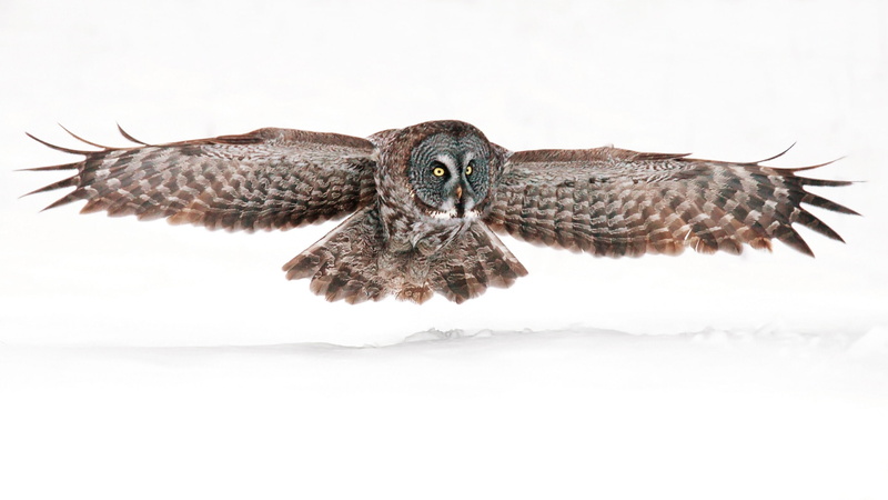 owl, wings, spread, 2K, animals