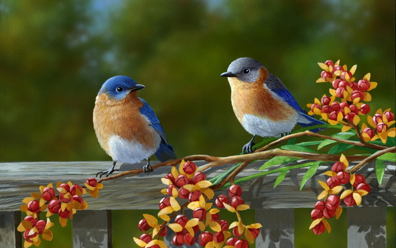 flowers, 1080P, beautiful, pair, birds, colorful, animals