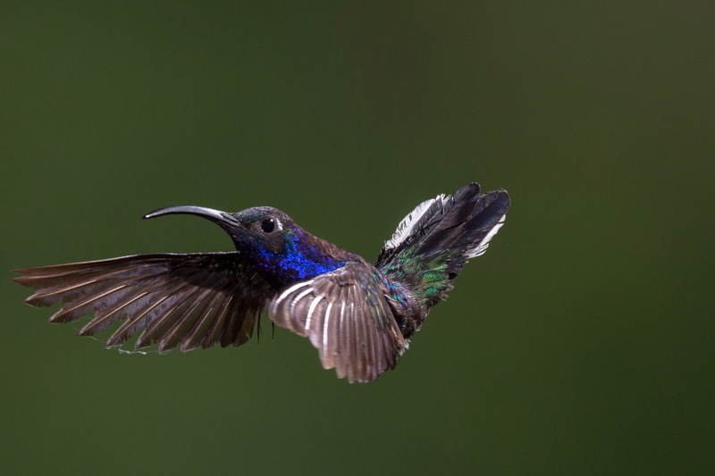 Hummingbird, color Image, avian, motion, no people, one animal, 1080P, animals in the wild, wildlife, flapping, iridescent, Bird, blue, beak, mid-air