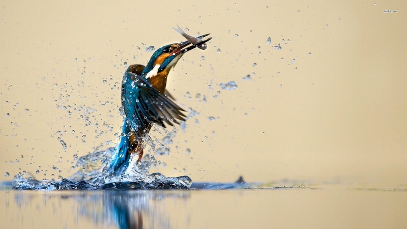 animal wildlife, high-speed photography, birds, animal themes, drop, water, no people, nature, one animal, copy space, purity, wildlife, animal, impact