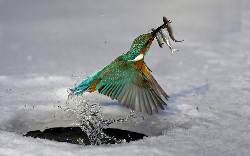water, 1080P, kingfisher, birds, nature, fish, animals, wildlife, Martin pêcheur, fishing