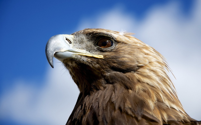 birds, animals, eagle, closeup, golden eagles, nature, 2K