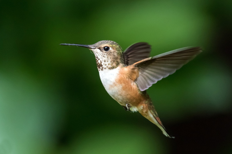 bird, bird Watching, flying, songbird, photo, 2K, color Image, feather, iridescent, close, rufous, animal, hovering, beak, aviary, wildlife, hummingbird