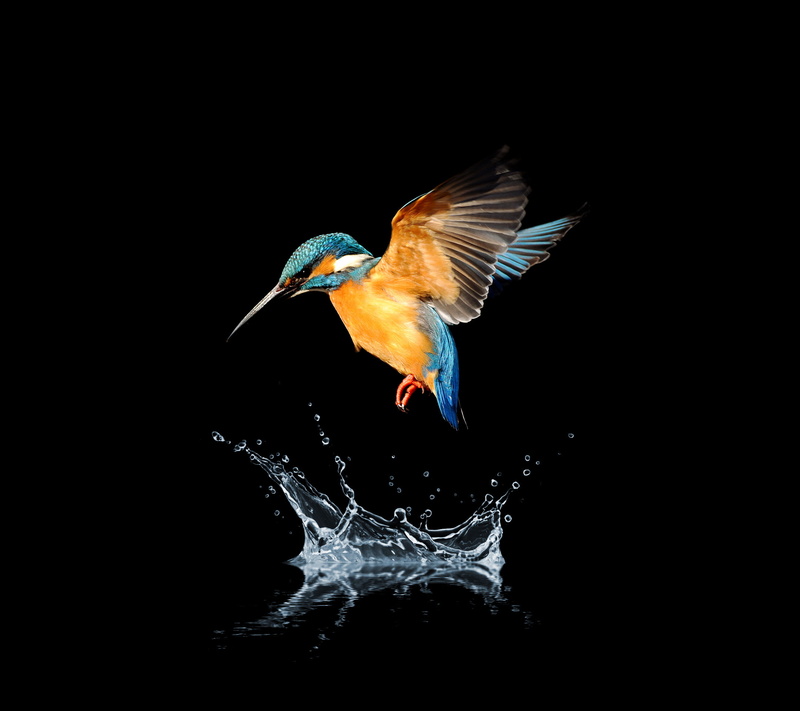 hummingbird, Water splash, Blue-tailed hummingbird, splashing, 1080P, brown, blue, HD, water
