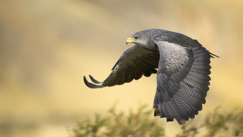 bird of prey, 1080P