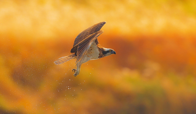 animal wildlife, full length, animal body part, orange color, nature, motion, water, 720P, vertebrate, no people, water drops, bird of prey, marine, beauty in nature