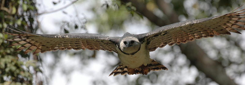 bird of prey, brazil, 2K, harpia, brazilian, birds