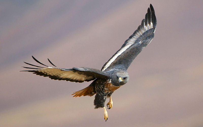 prey, 1080P, nature, birds, eagles, animals, xiii, predator birds