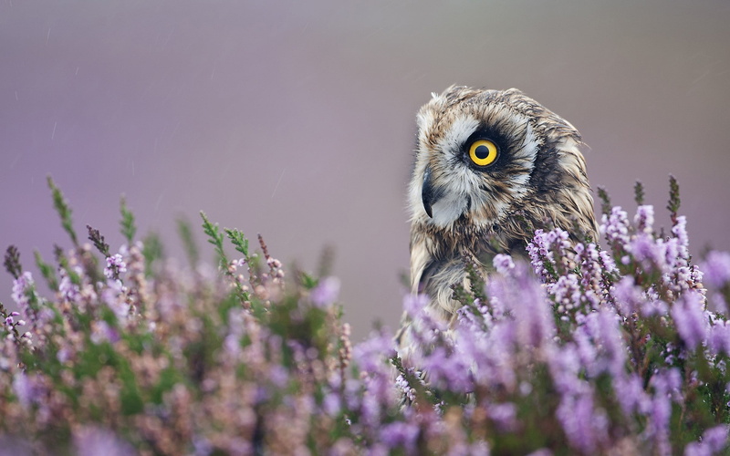 bird of prey, flowers, birds, owl, nature, 1080P, depth of field, animals