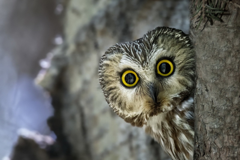 1080P, gray, bird, amazing, owl, nature, brown