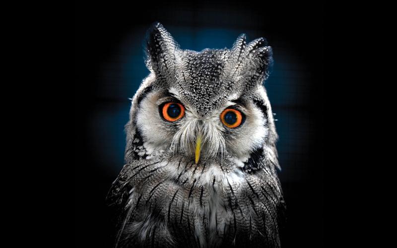 bird of prey, owl, yellow eyes, desktop, front view, no people, animal themes, animal head, studio shot, looking at camera, animal, portrait