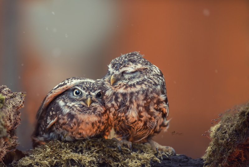 close-up, bird, group of animals, animal wildlife, vertebrate, two animals, young animal, birds, young bird, 1080P, bird of prey, focus on foreground
