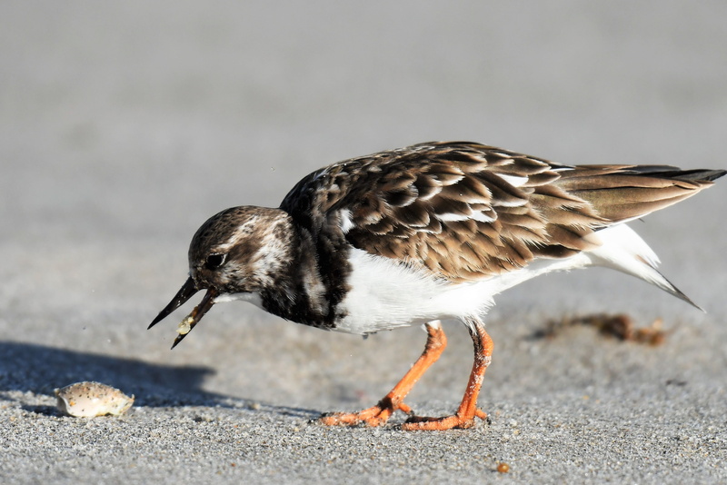 migratory bird, focus on foreground, florida, animals in the wild, beak, road, surf, atlantic, foraging, prey, animal wildlife, animal, close-up, stone waltz