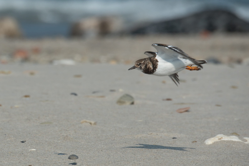 beach, one animal, animal themes, flight, day, north sea, water, no people, fly, focus on foreground, sand, helgoland, 1080P, animal, nature, seagull
